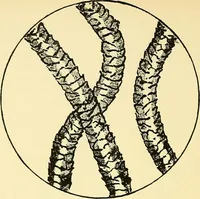 An illustration from The colour printing of carpet yarns; a useful manual for colour-chemists and textile printers (1900)