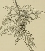 An illustration from The colours of animals, their meaning and use, especially considered in the case of insects; (1890)