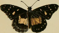 An illustration from The colours of animals, their meaning and use, especially considered in the case of insects; (1890)
