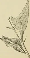 An illustration from The colours of animals, their meaning and use, especially considered in the case of insects; (1890)