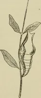 An illustration from The colours of animals, their meaning and use, especially considered in the case of insects; (1890)