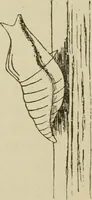 An illustration from The colours of animals, their meaning and use, especially considered in the case of insects; (1890)