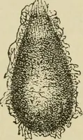 An illustration from The colours of animals, their meaning and use, especially considered in the case of insects; (1890)
