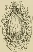 An illustration from The colours of animals, their meaning and use, especially considered in the case of insects; (1890)
