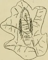 An illustration from The colours of animals, their meaning and use, especially considered in the case of insects; (1890)