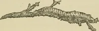An illustration from The colours of animals, their meaning and use, especially considered in the case of insects; (1890)