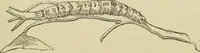An illustration from The colours of animals, their meaning and use, especially considered in the case of insects; (1890)