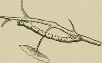 An illustration from The colours of animals, their meaning and use, especially considered in the case of insects; (1890)