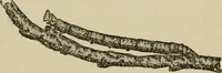 An illustration from The colours of animals, their meaning and use, especially considered in the case of insects; (1890)