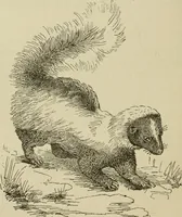 An illustration from The colours of animals, their meaning and use, especially considered in the case of insects; (1890)