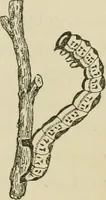 An illustration from The colours of animals, their meaning and use, especially considered in the case of insects; (1890)