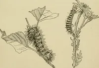 An illustration from The colours of animals, their meaning and use, especially considered in the case of insects; (1890)