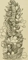 An illustration from The colours of animals, their meaning and use, especially considered in the case of insects; (1890)