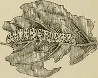 An illustration from The colours of animals, their meaning and use, especially considered in the case of insects; (1890)