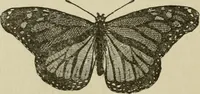 An illustration from The colours of animals, their meaning and use, especially considered in the case of insects; (1890)