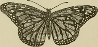 An illustration from The colours of animals, their meaning and use, especially considered in the case of insects; (1890)