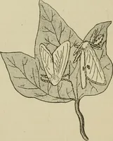 An illustration from The colours of animals, their meaning and use, especially considered in the case of insects; (1890)