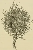 An illustration from The colours of animals, their meaning and use, especially considered in the case of insects; (1890)