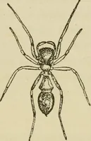 An illustration from The colours of animals, their meaning and use, especially considered in the case of insects; (1890)