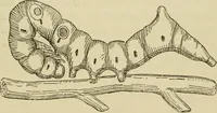 An illustration from The colours of animals, their meaning and use, especially considered in the case of insects; (1890)