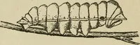 An illustration from The colours of animals, their meaning and use, especially considered in the case of insects; (1890)