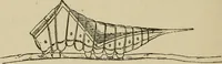 An illustration from The colours of animals, their meaning and use, especially considered in the case of insects; (1890)