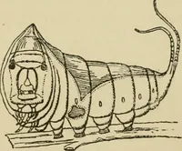 An illustration from The colours of animals, their meaning and use, especially considered in the case of insects; (1890)