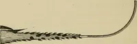 An illustration from The colours of animals, their meaning and use, especially considered in the case of insects; (1890)