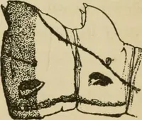 An illustration from The colours of animals, their meaning and use, especially considered in the case of insects; (1890)