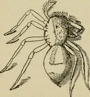 An illustration from The colours of animals, their meaning and use, especially considered in the case of insects; (1890)
