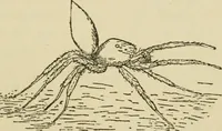 An illustration from The colours of animals, their meaning and use, especially considered in the case of insects; (1890)