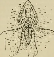 An illustration from The colours of animals, their meaning and use, especially considered in the case of insects; (1890)