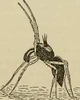An illustration from The colours of animals, their meaning and use, especially considered in the case of insects; (1890)
