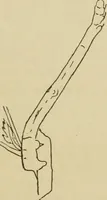 An illustration from The colours of animals, their meaning and use, especially considered in the case of insects; (1890)