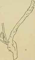 An illustration from The colours of animals, their meaning and use, especially considered in the case of insects; (1890)