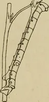 An illustration from The colours of animals, their meaning and use, especially considered in the case of insects; (1890)