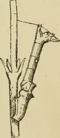 An illustration from The colours of animals, their meaning and use, especially considered in the case of insects; (1890)