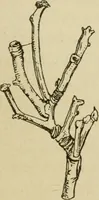 An illustration from The colours of animals, their meaning and use, especially considered in the case of insects; (1890)