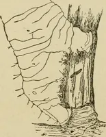 An illustration from The colours of animals, their meaning and use, especially considered in the case of insects; (1890)