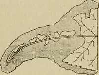 An illustration from The colours of animals, their meaning and use, especially considered in the case of insects; (1890)