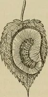 An illustration from The colours of animals, their meaning and use, especially considered in the case of insects; (1890)