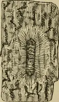 An illustration from The colours of animals, their meaning and use, especially considered in the case of insects; (1890)