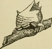 An illustration from The colours of animals, their meaning and use, especially considered in the case of insects; (1890)