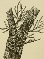 An illustration from The colours of animals, their meaning and use, especially considered in the case of insects; (1890)