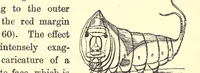 Picture 2 of 2 from The colours of animals, their meaning and use, especially considered in the case of insects; (1890), leaf 299