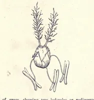 An illustration from The colours of flowers as illustrated in the British flora (1882)