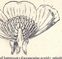 An illustration from The colours of flowers as illustrated in the British flora (1882)
