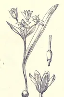 An illustration from The colours of flowers as illustrated in the British flora (1882)