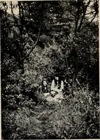 An illustration from The coming of the fairies (1922)