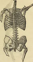 An illustration from Varia commensuracion para la escultura y arquitectura (1773)